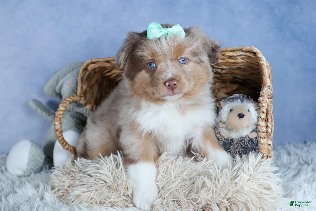 Miniature Australian Shepherd dogs for sale: EMMA - Ad 1