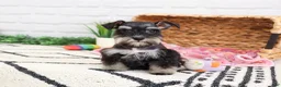 Miniature Schnauzer dogs for sale: Piglet  - Ad 3