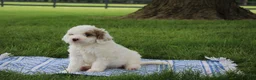 Mini Goldendoodle dogs for sale: Ria - Ad 7