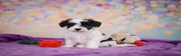 Maltipoo dogs for sale: Trixie - Ad 8
