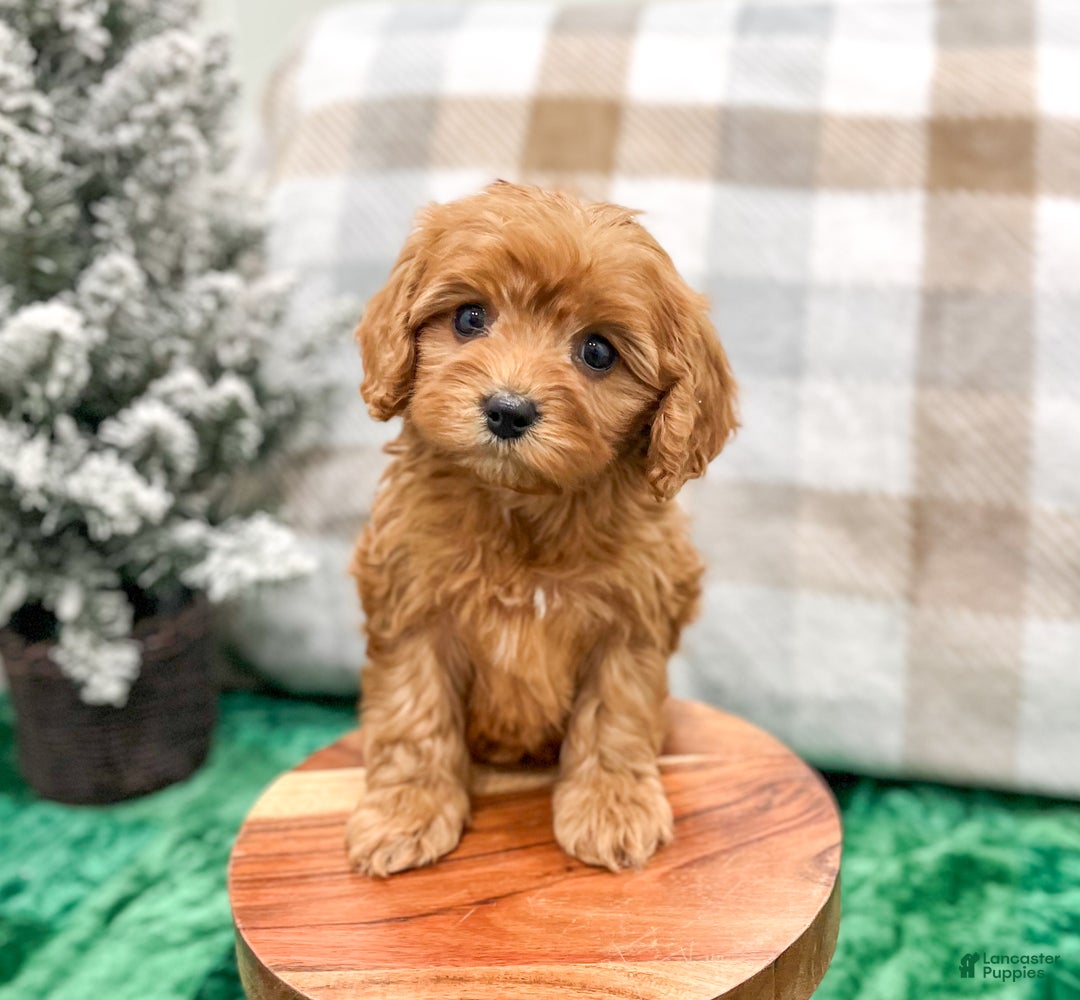 Cavapoo dogs for sale: Hennri - Ad 2