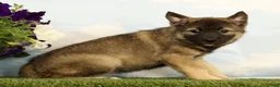 Mixed Breed dogs for sale: Kaye - Ad 3