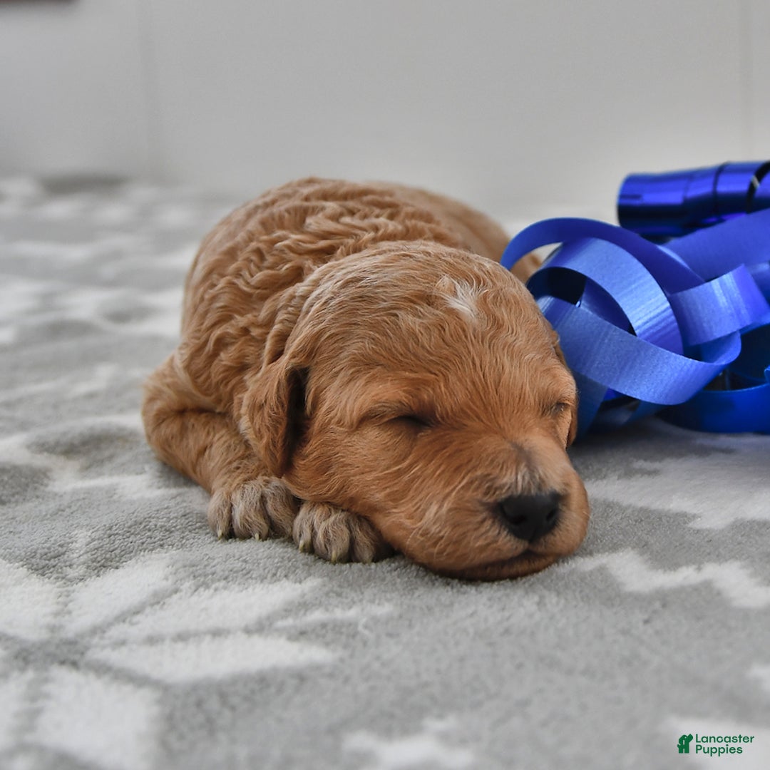Mini Goldendoodle dogs for sale: Charlie - Ad 1