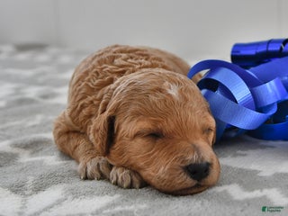 Mini Goldendoodle dogs Charlie - Ad 34
