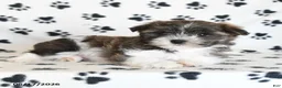 Malshi dogs for sale: Eeyore - Ad 5