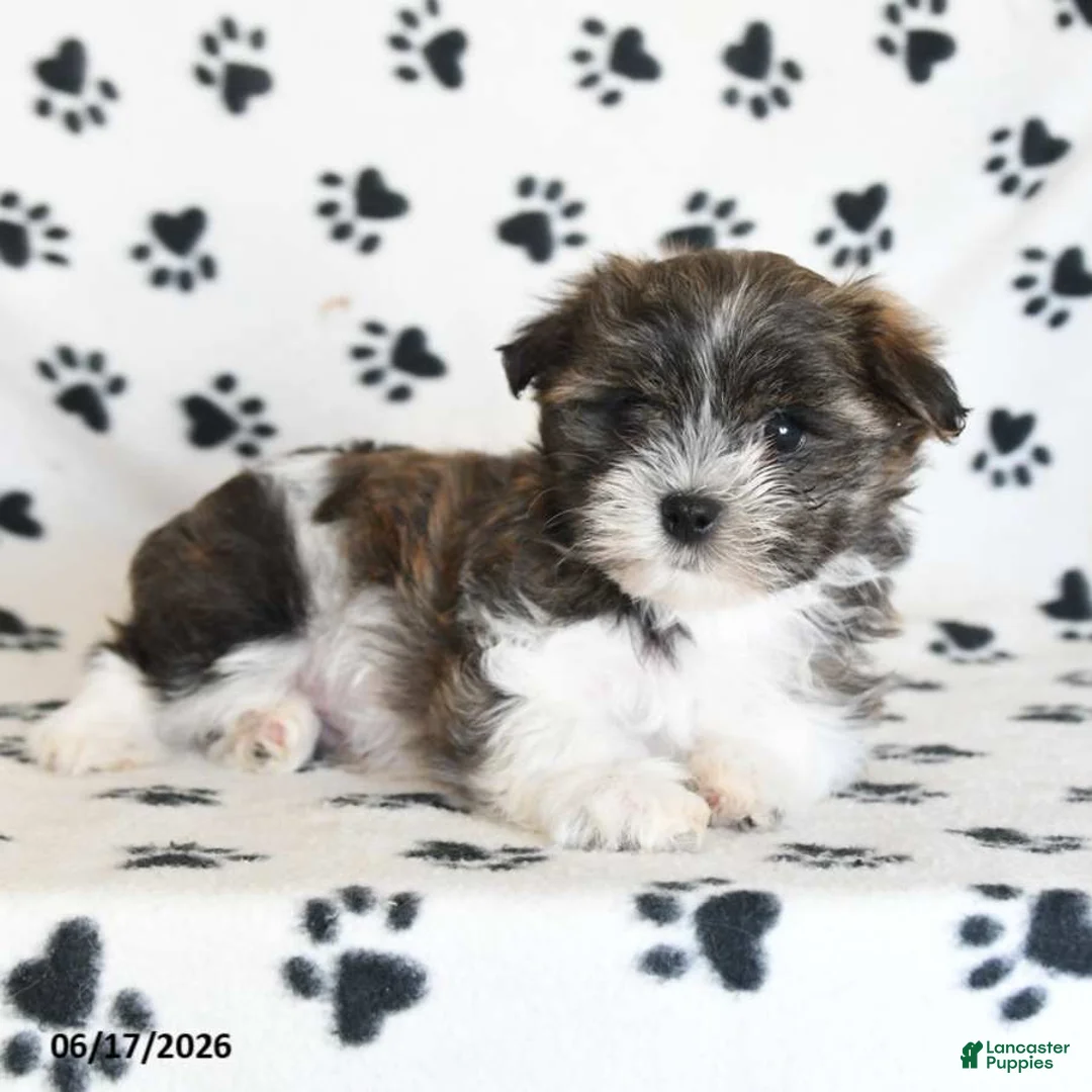 Malshi dogs for sale: Eeyore - Ad 5