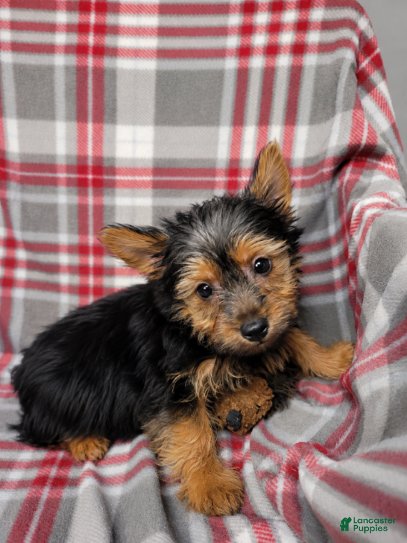 Silky Terrier dogs Bobby - Ad 2