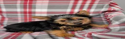 Silky Terrier dogs for sale: Bobby - Ad 3