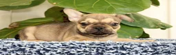 French Bulldog dogs for sale: Brooke - Ad 9