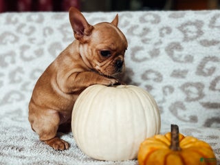 French Bulldog dogs - Ad 36