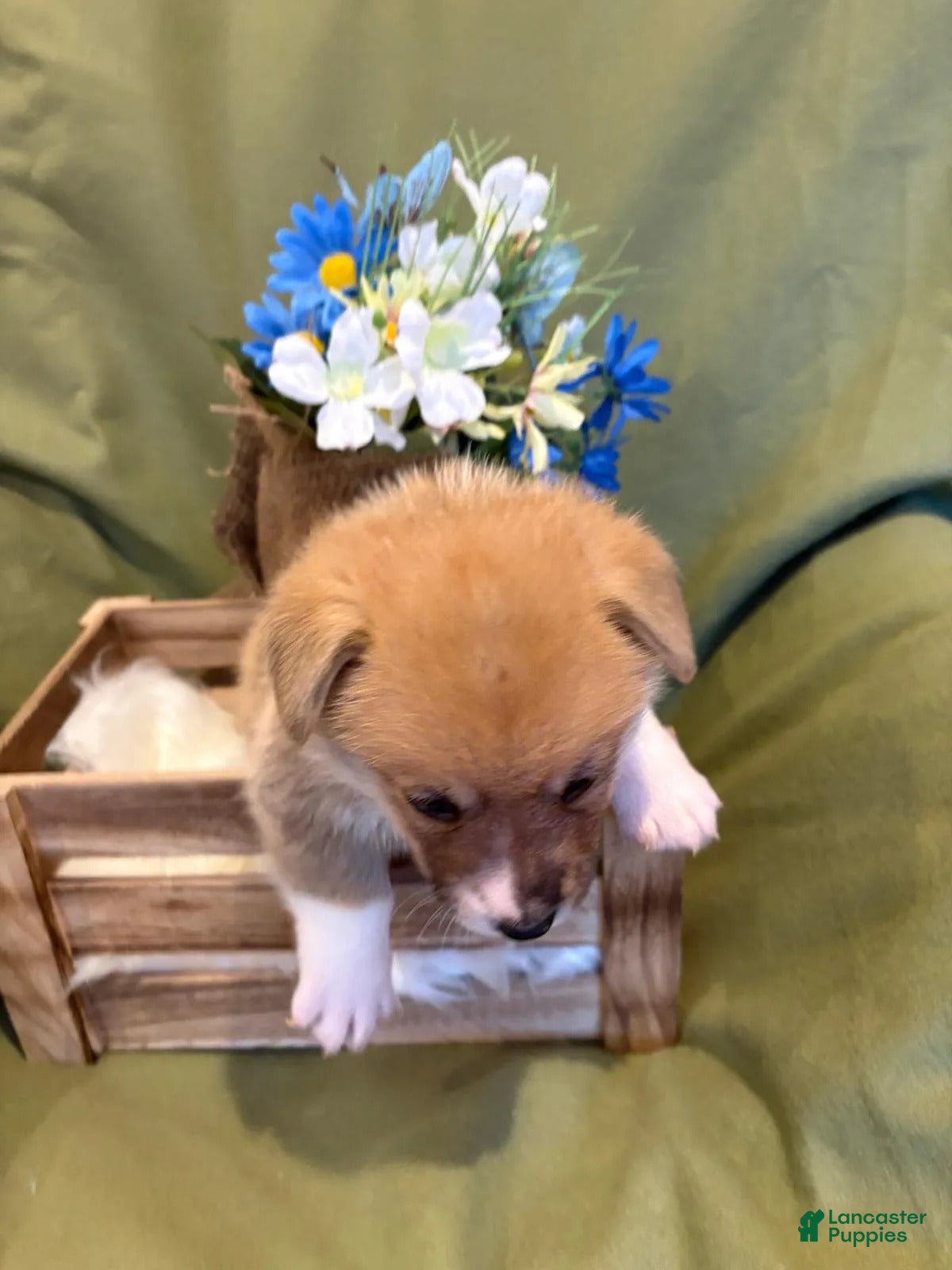 Welsh Corgi Pembroke dogs Bruno - Ad 2