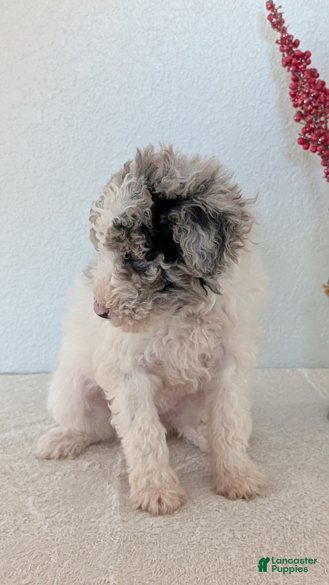 Mini Bernedoodle dogs for sale: Valerie  - Ad 5