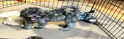 Shihpoo dogs for sale: Shihpoo 2 - Ad 3