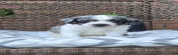 Cockapoo dogs for sale: Dallas - Ad 7