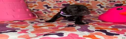 Cane Corso dogs for sale: Light Purple Collar Female - Ad 5