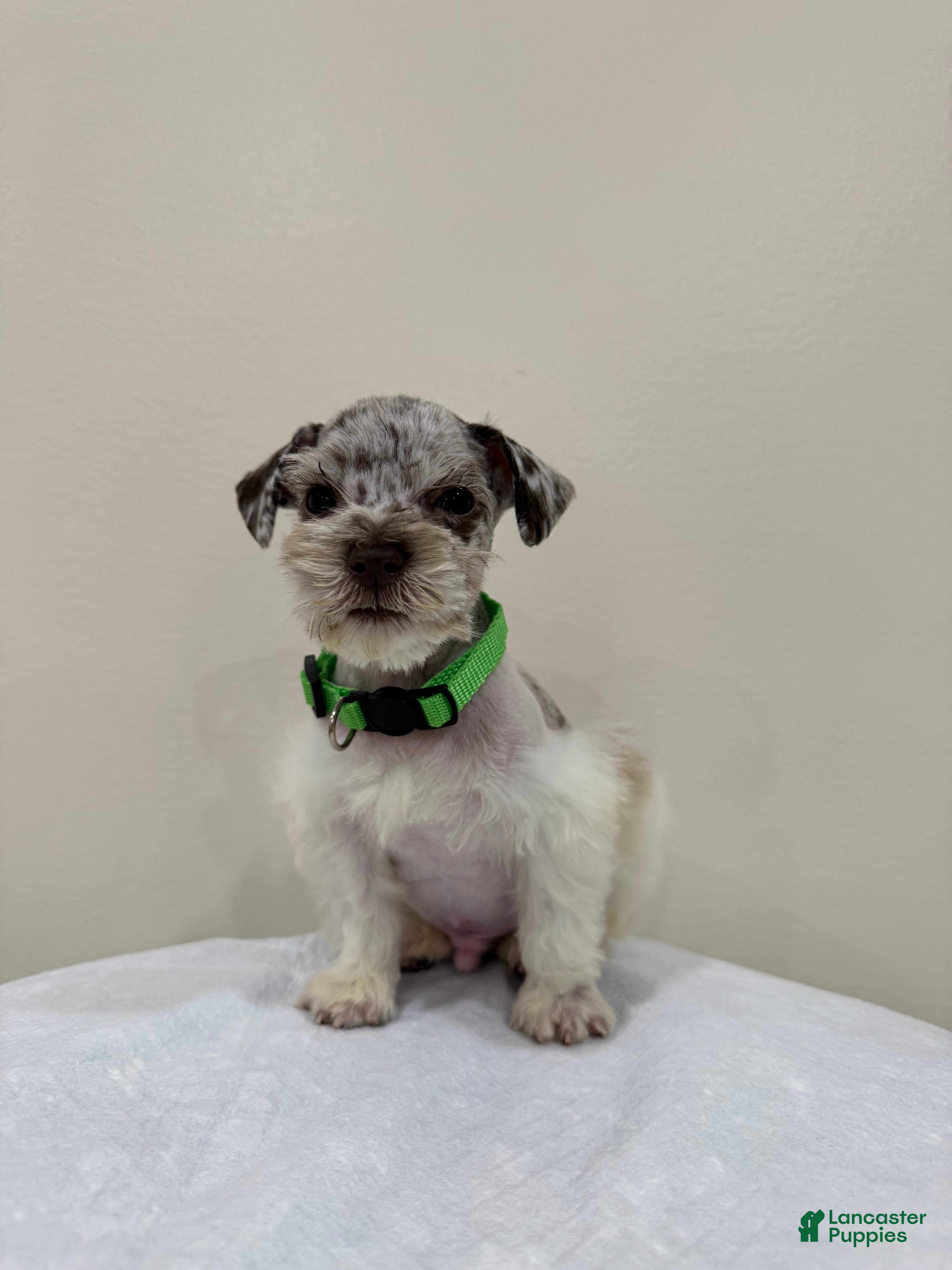 Miniature Schnauzer dogs for sale: Miniature Schnauzer Puppy 2 - Ad 1