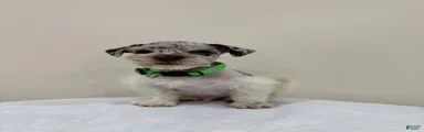 Miniature Schnauzer Puppy 2
