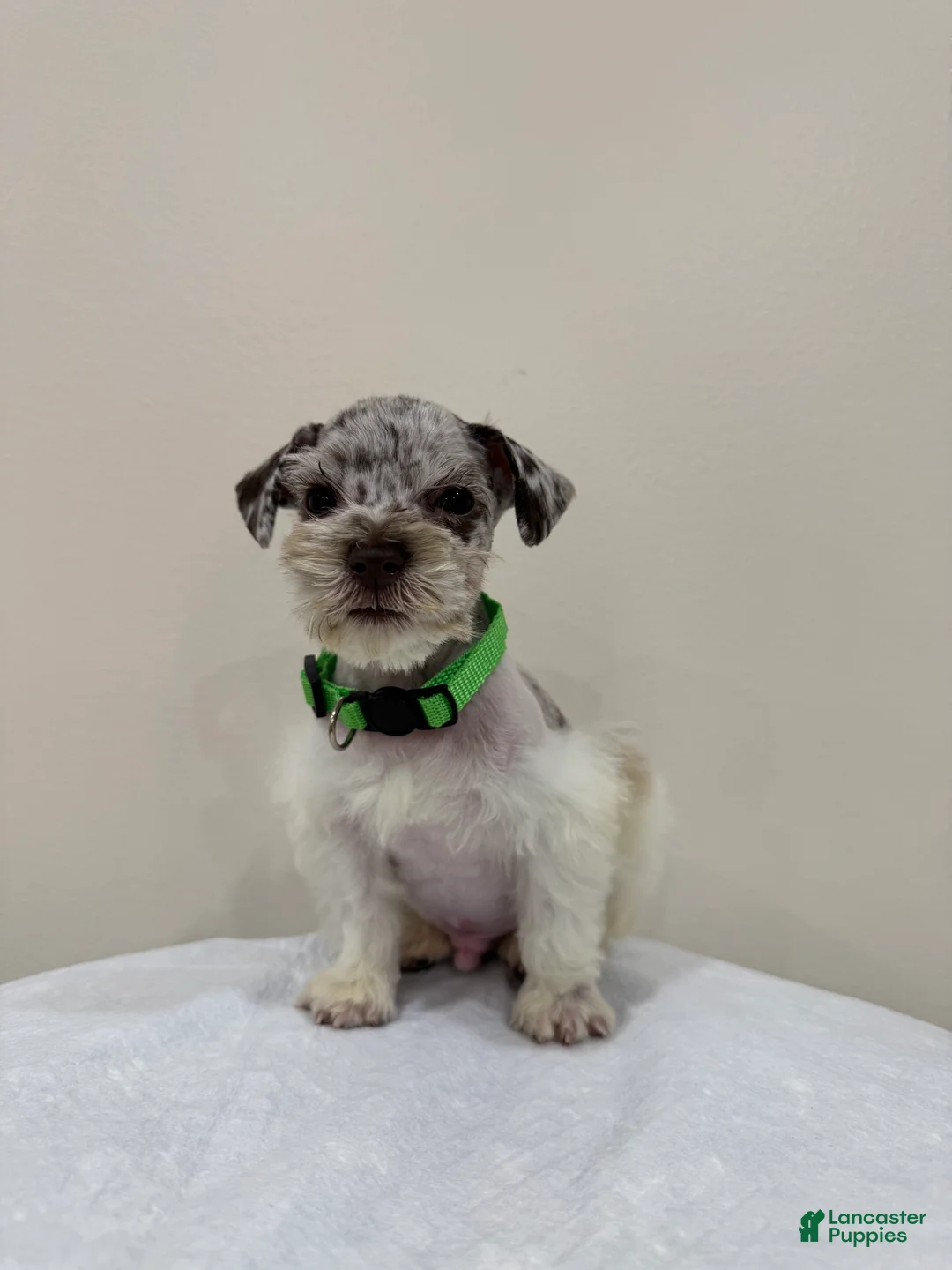 Miniature Schnauzer dogs for sale: Miniature Schnauzer Puppy 2 - Ad 1
