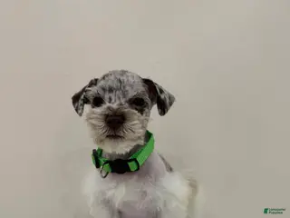 Miniature Schnauzer dogs for sale: Miniature Schnauzer Puppy 2 - Ad 1