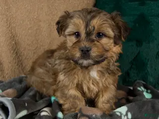 Shorkie dogs Isaac - Ad 30