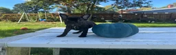 French Bulldog dogs for sale: Rocky - Ad 1