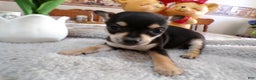 Chihuahua dogs for sale: Chihuahua Puppy 4 Bunny - Ad 3