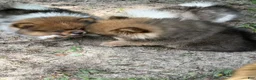Pomeranian dogs for sale: Pinzo - Ad 4