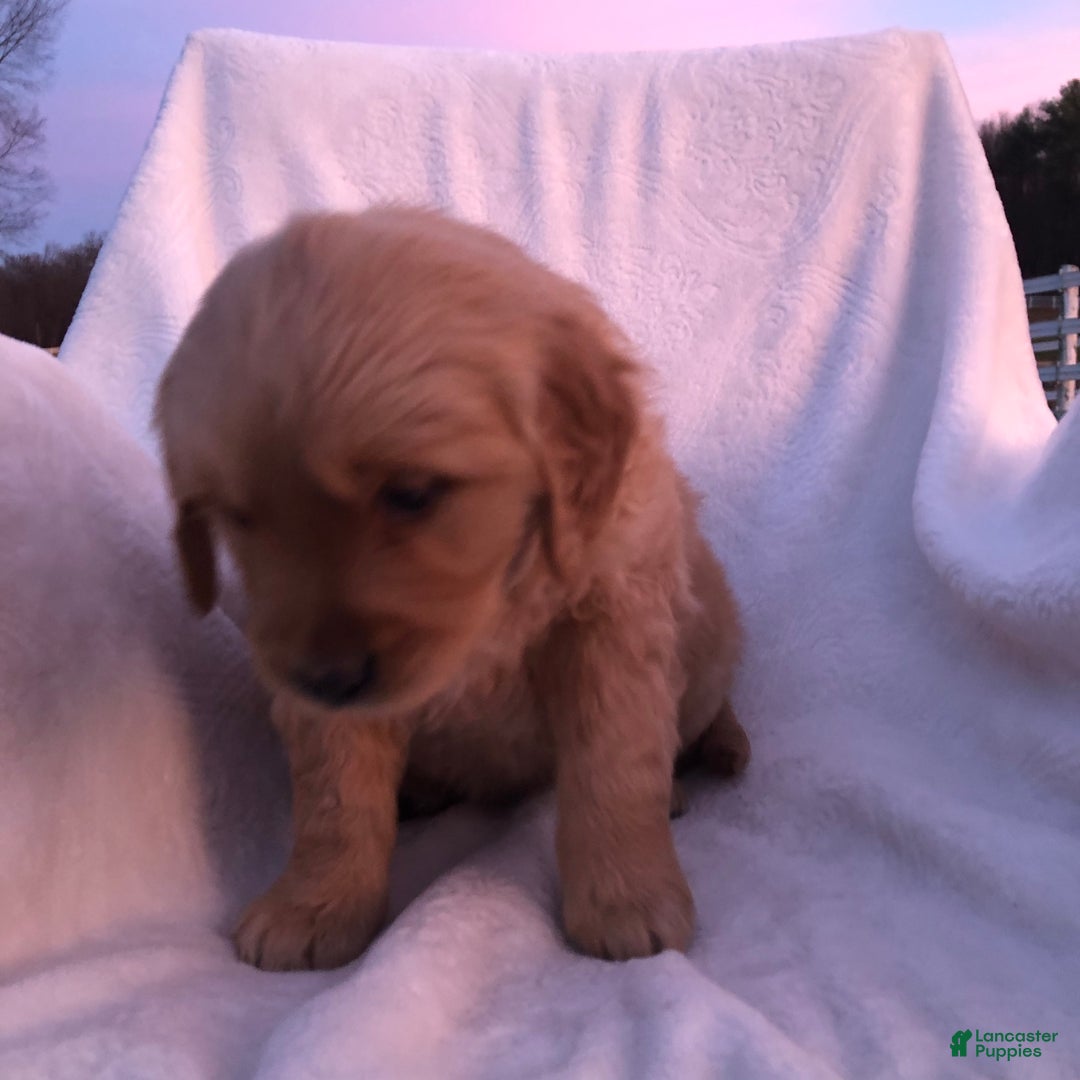 Golden Retriever dogs for sale: Romeo - Ad 15