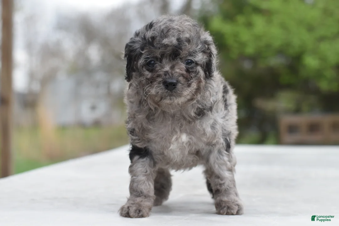 Cockapoo dogs for sale: Millie f1b - Ad 1