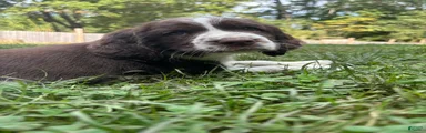 English Springer Spaniel 3