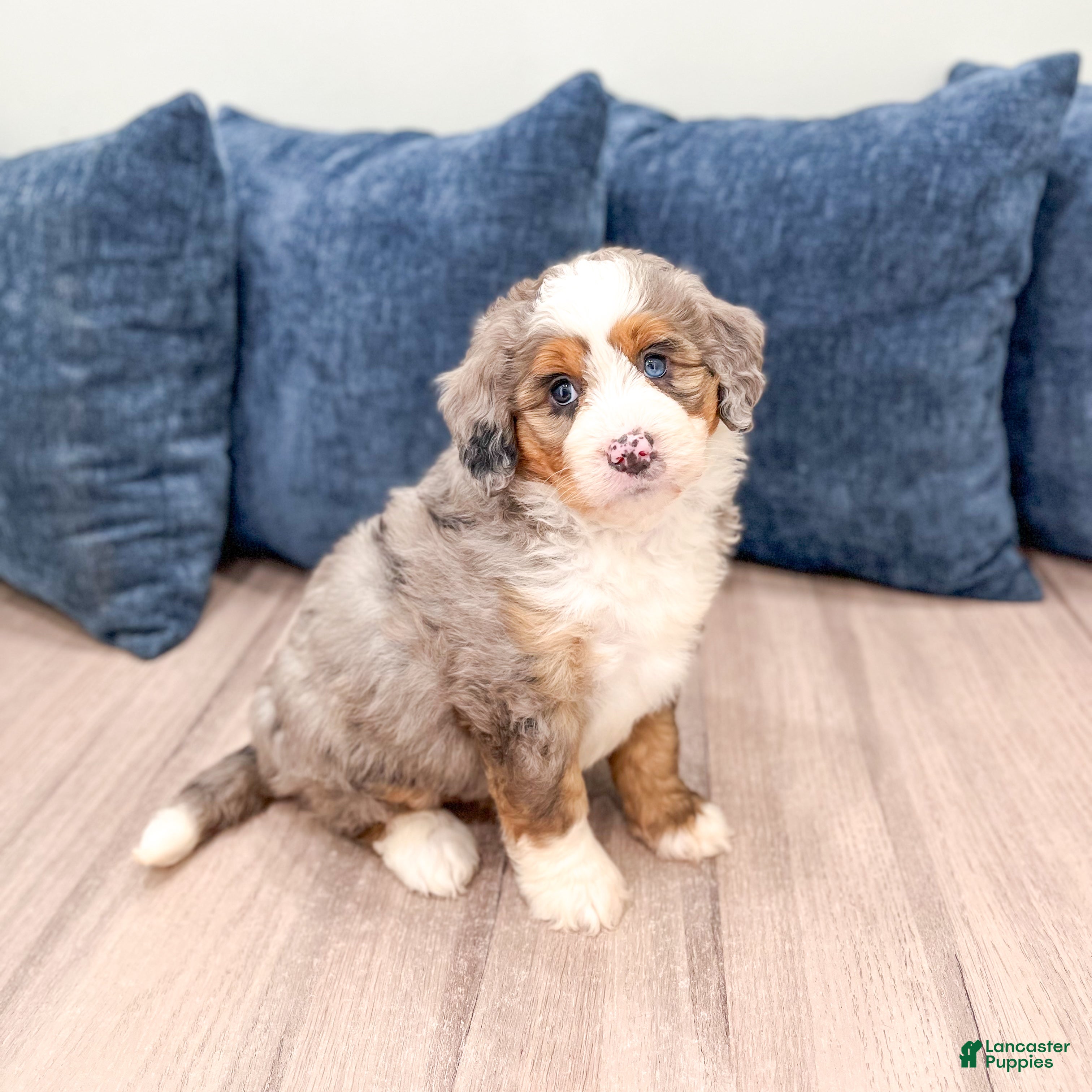 Mini Bernedoodle dogs for sale: Honey - Ad 1
