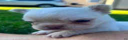 French Bulldog dogs for sale: Skye - Ad 6