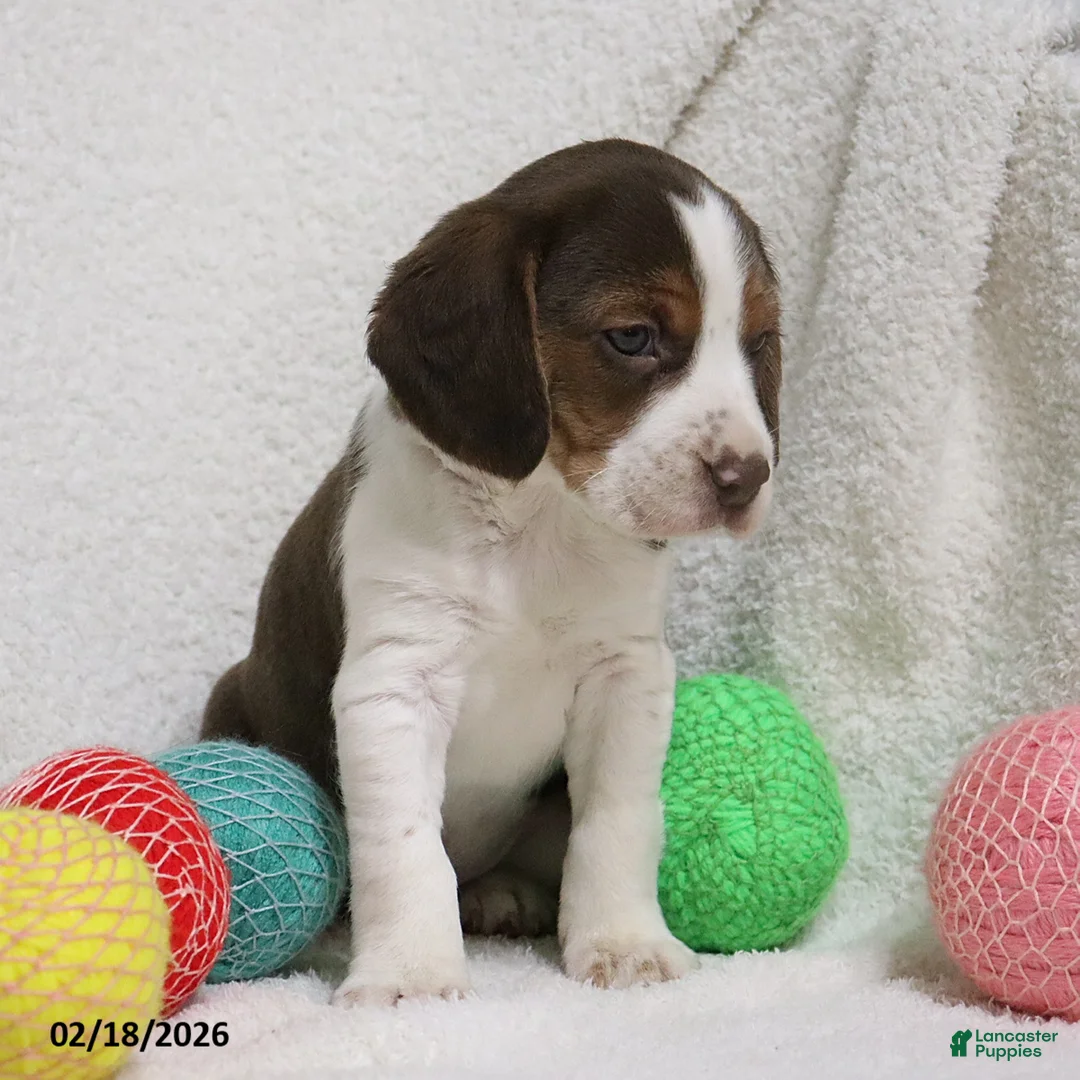 Beagle dogs for sale: Nutmeg - Ad 5