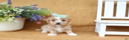 Havanese dogs for sale: Haven - Ad 3