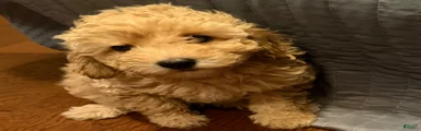 Toy Poodle Puppy 1