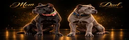 Cane Corso dogs for sale: Whisper  - Ad 12