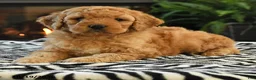Mini Goldendoodle dogs for sale: Leah - Ad 3