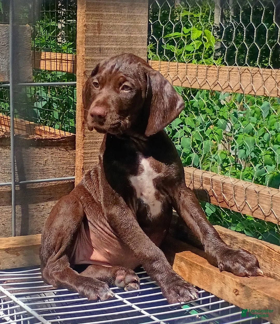 German Shorthaired Pointer dogs for sale: German Shorthaired Pointer 3 - Ad 1