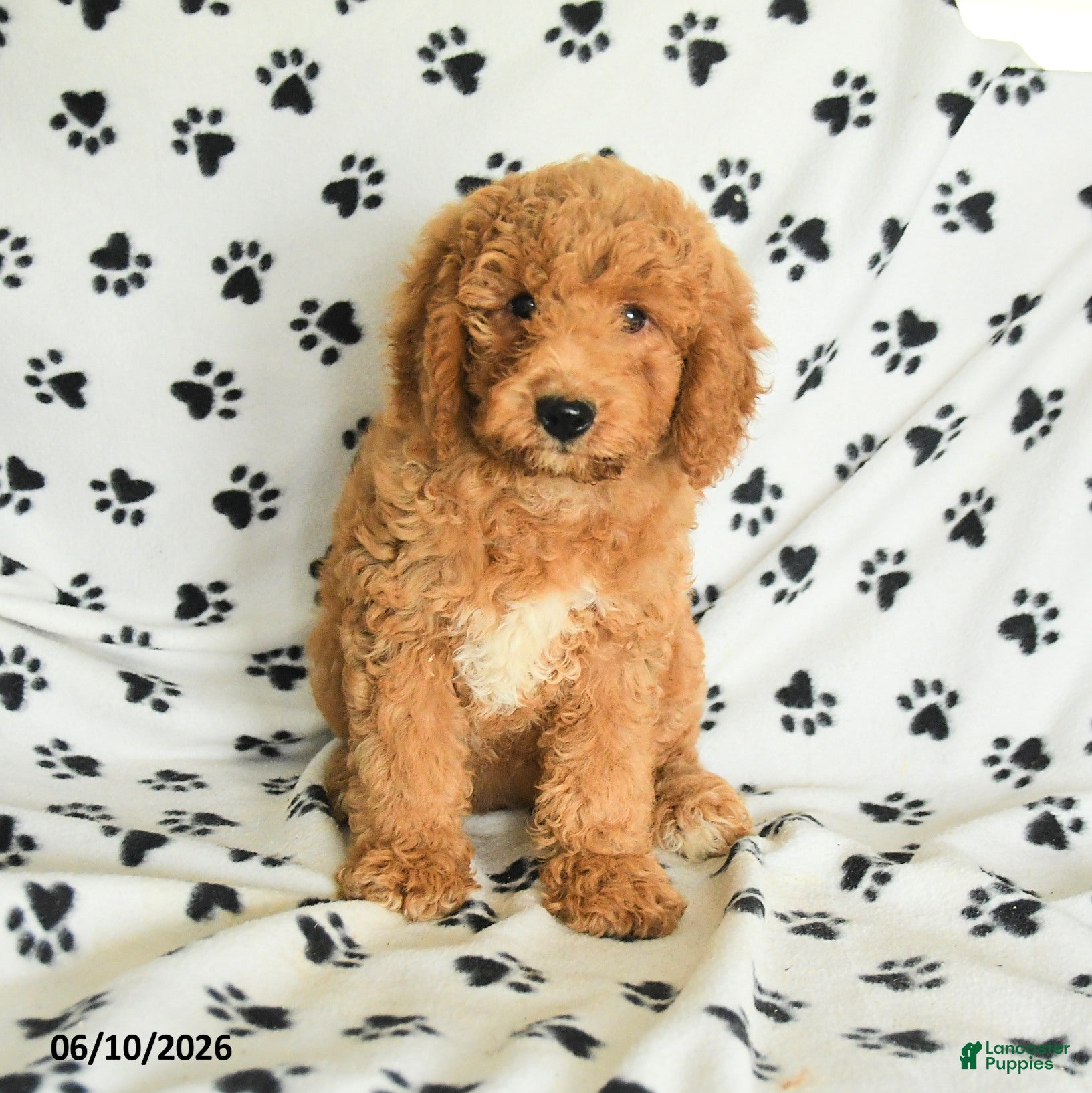 Mini Goldendoodle dogs Rita - Ad 1