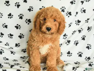 Mini Goldendoodle dogs for sale: Rita - Ad 2