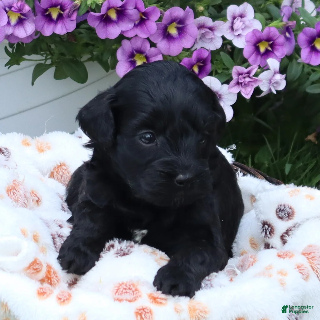 Mini Goldendoodle dogs for sale: Flora - Ad 2