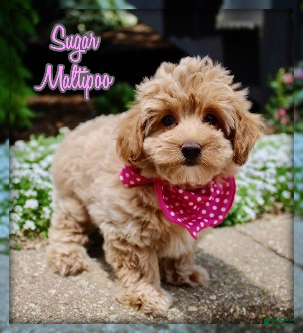 Maltipoo dogs Sugar - Ad 1