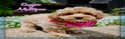 Maltipoo dogs for sale: Sugar - Ad 1
