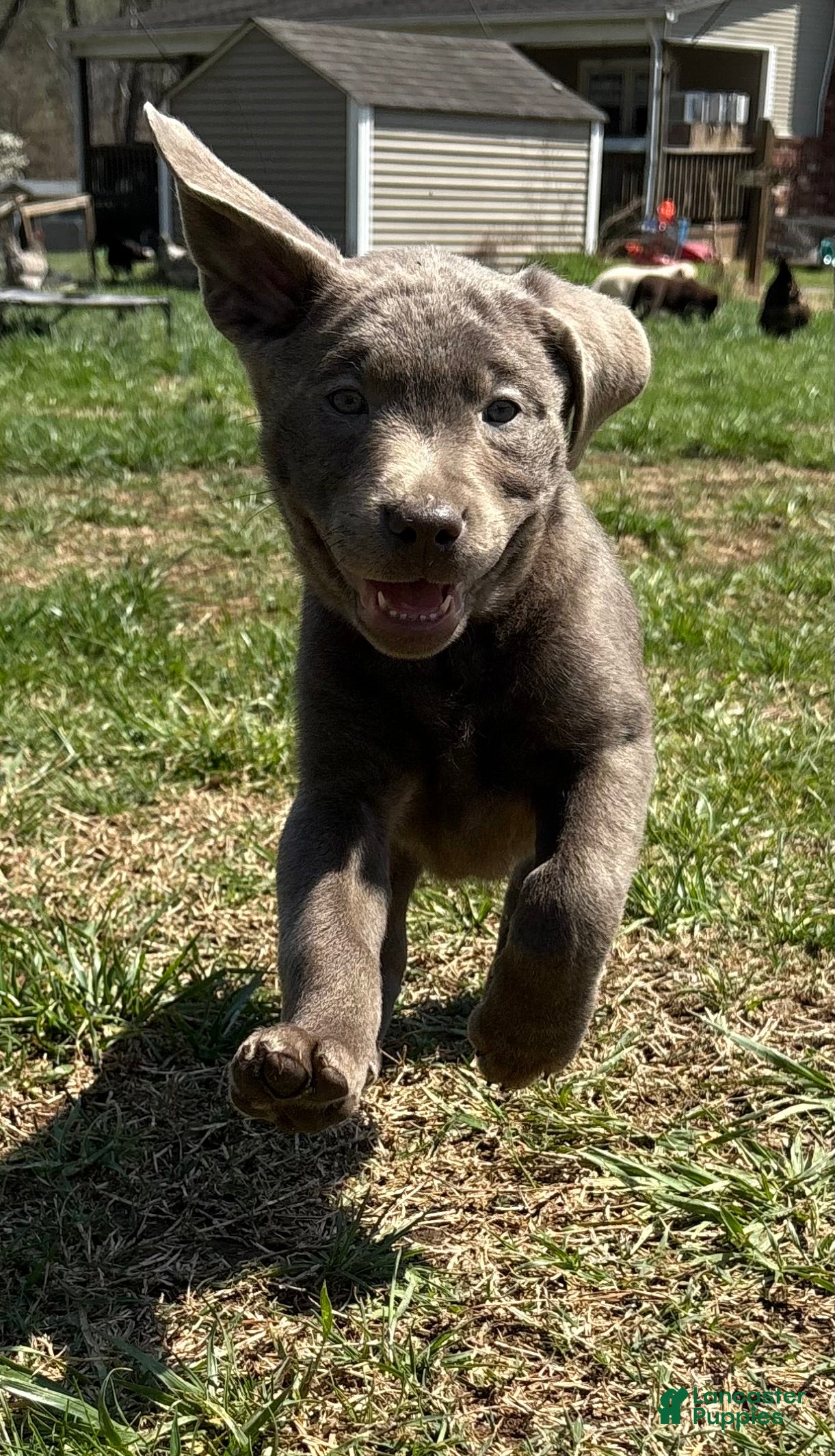 Labrador Retriever dogs Labrador Retriever Puppy 10 - Ad 6