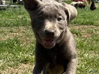 Labrador Retriever dogs Labrador Retriever Puppy 10 - Ad 6