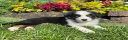 Miniature Australian Shepherd dogs for sale: Andy - Ad 4