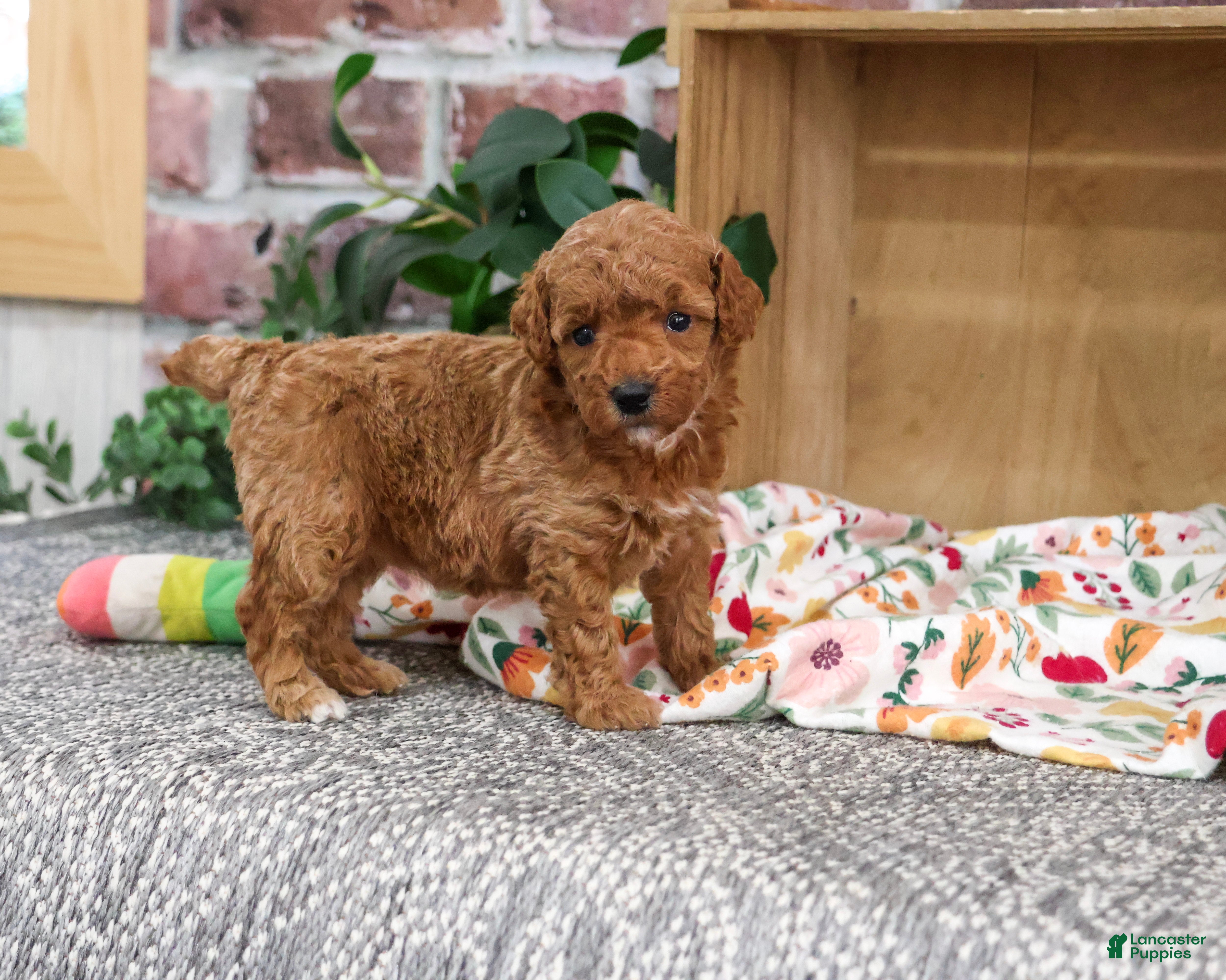Miniature Poodle dogs Athena - Ad 4