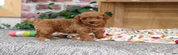 Miniature Poodle dogs for sale: Athena - Ad 1