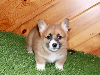 Welsh Corgi Pembroke dogs for sale: Welsh Corgi Pembroke (Chess)8375 - Ad 2