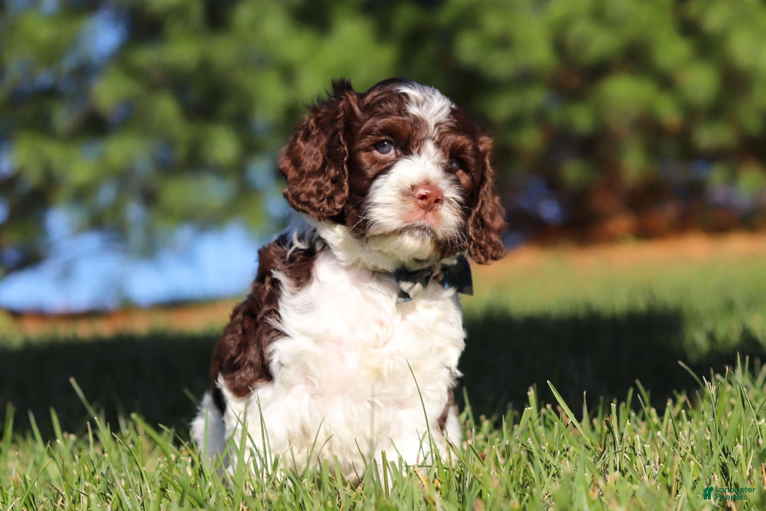 Cockapoo dogs for sale: Max - Ad 10